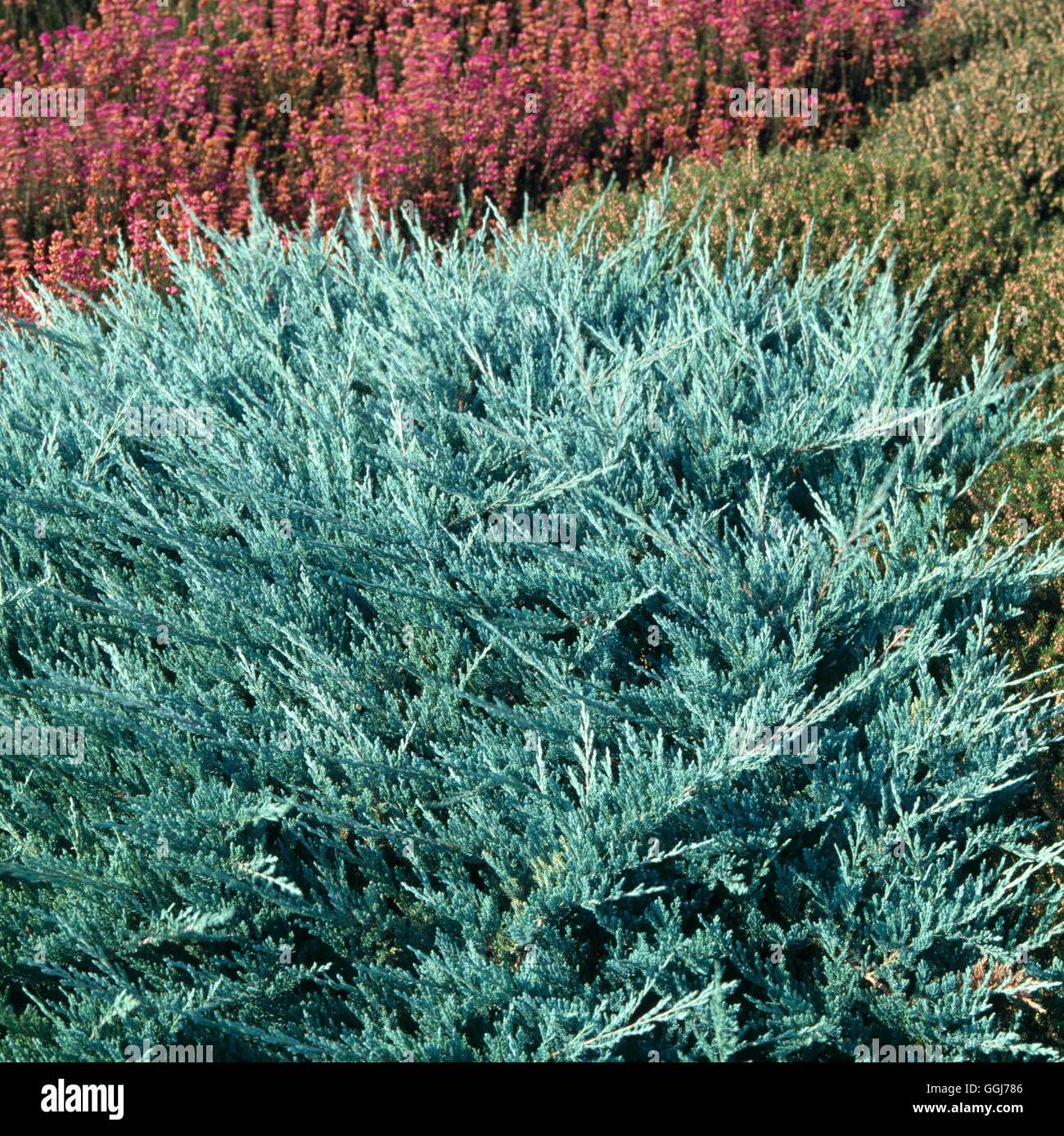 Juniperus horizontalis - `Blue Chip'   CON044582 Stock Photo